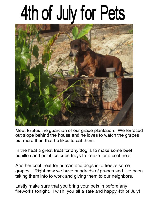 4th of July for Pets