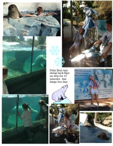 polar bear zoo