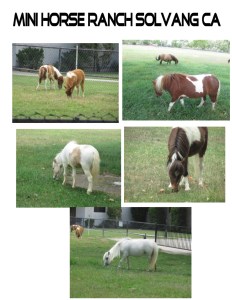 Mini Horse Ranch
