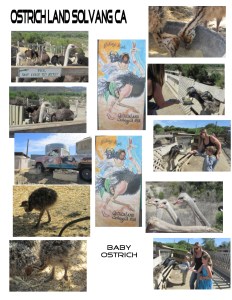 Ostrich Land Solvang CA