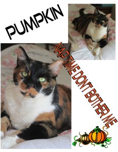 Pumpkin the Halloween Cat