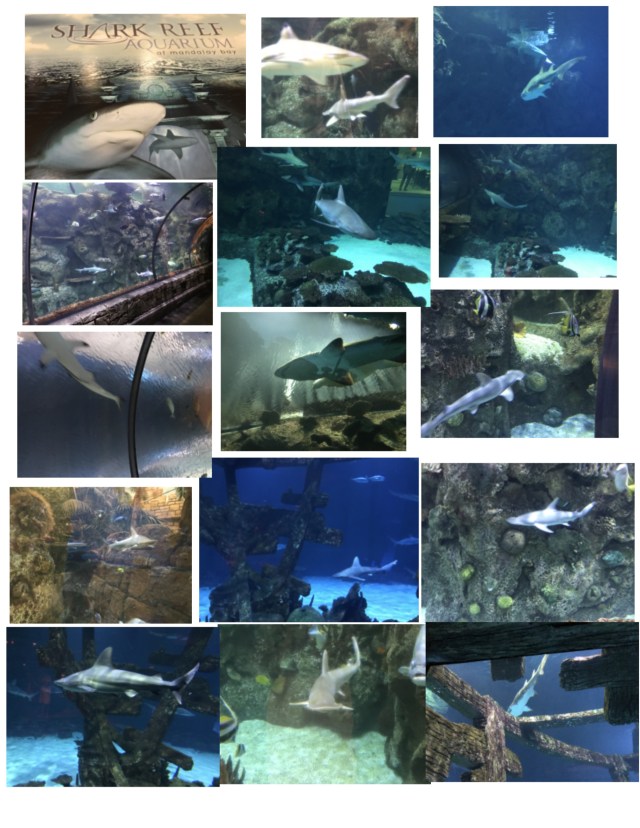 lv shark aquarium